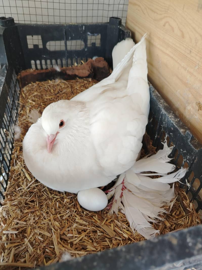Gubara pouter kabootar 6