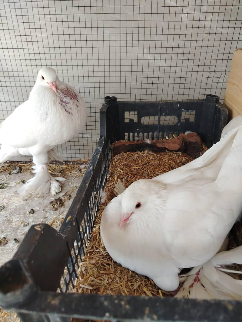 Gubara pouter kabootar 7