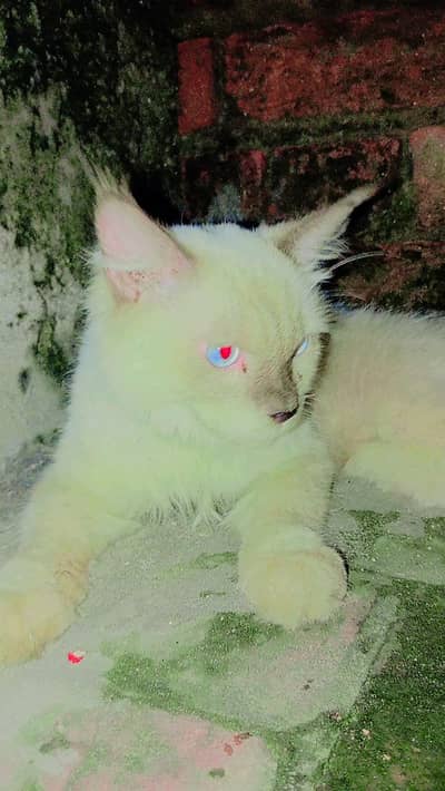 ragdoll male soo cute  haldy male