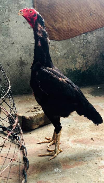 Black Shamoo female