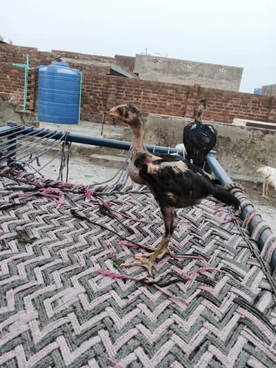 aseel chicks male female mix