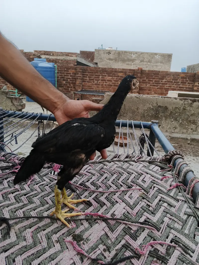 Aseel chicks male female Mix — photo 2