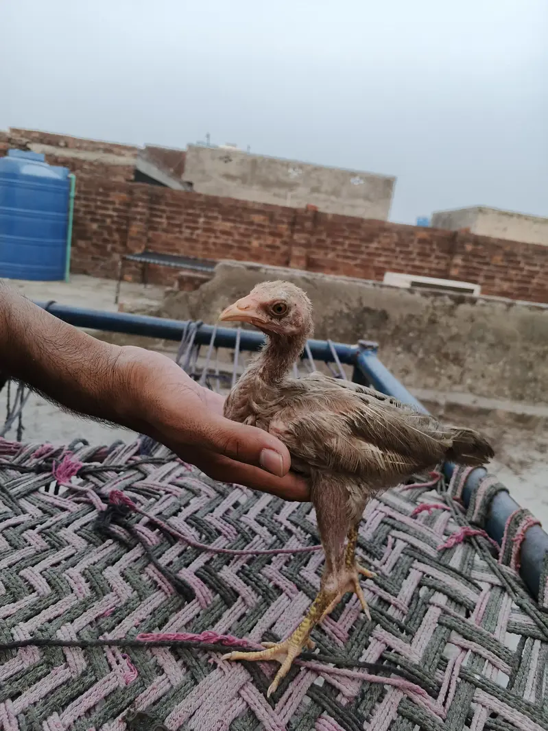 Aseel chicks male female Mix — photo 3
