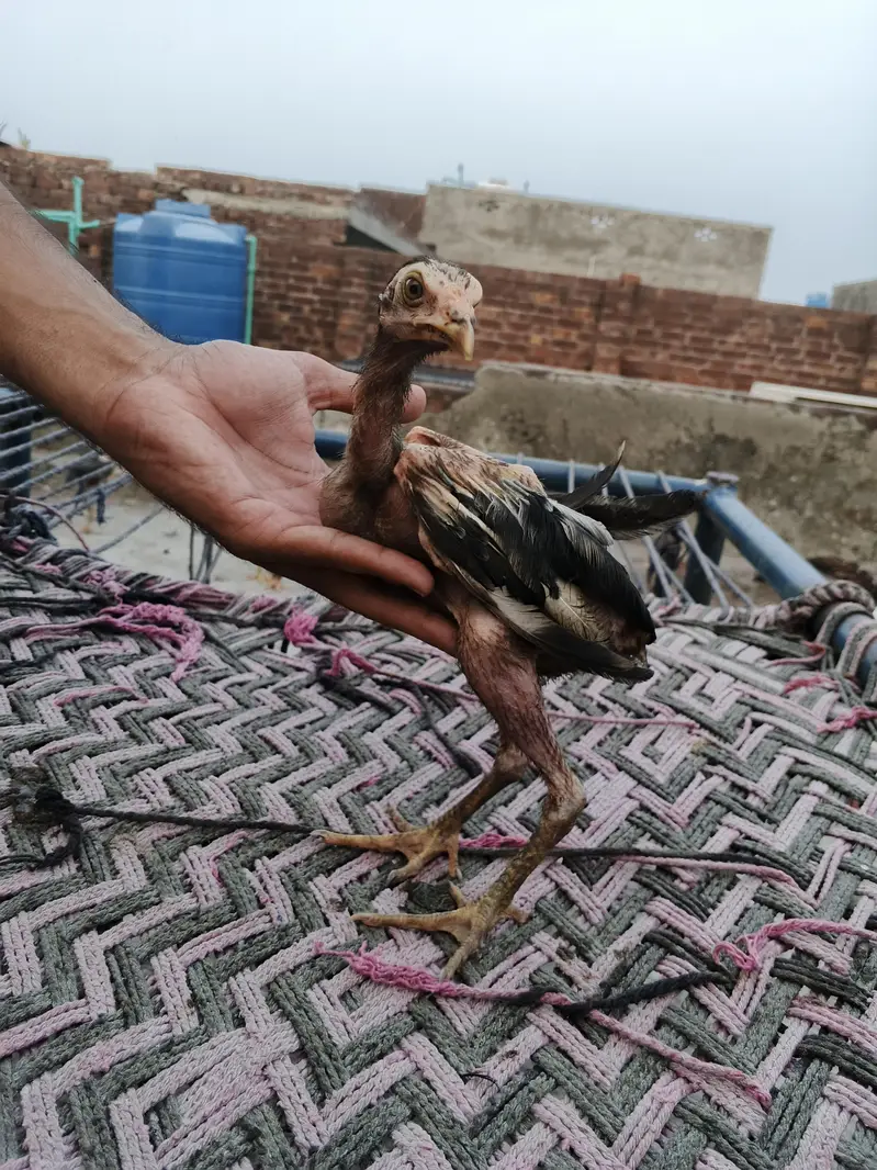 Aseel chicks male female Mix — photo 4
