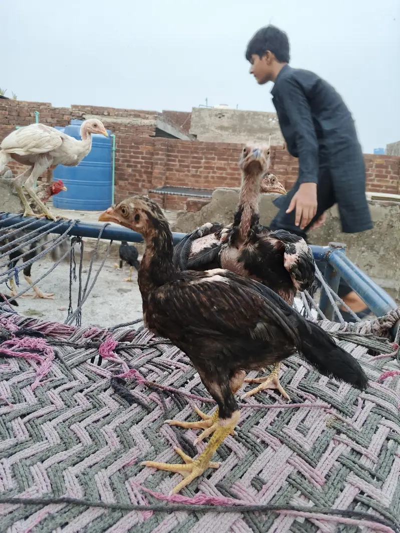 Aseel chicks male female Mix — photo 5