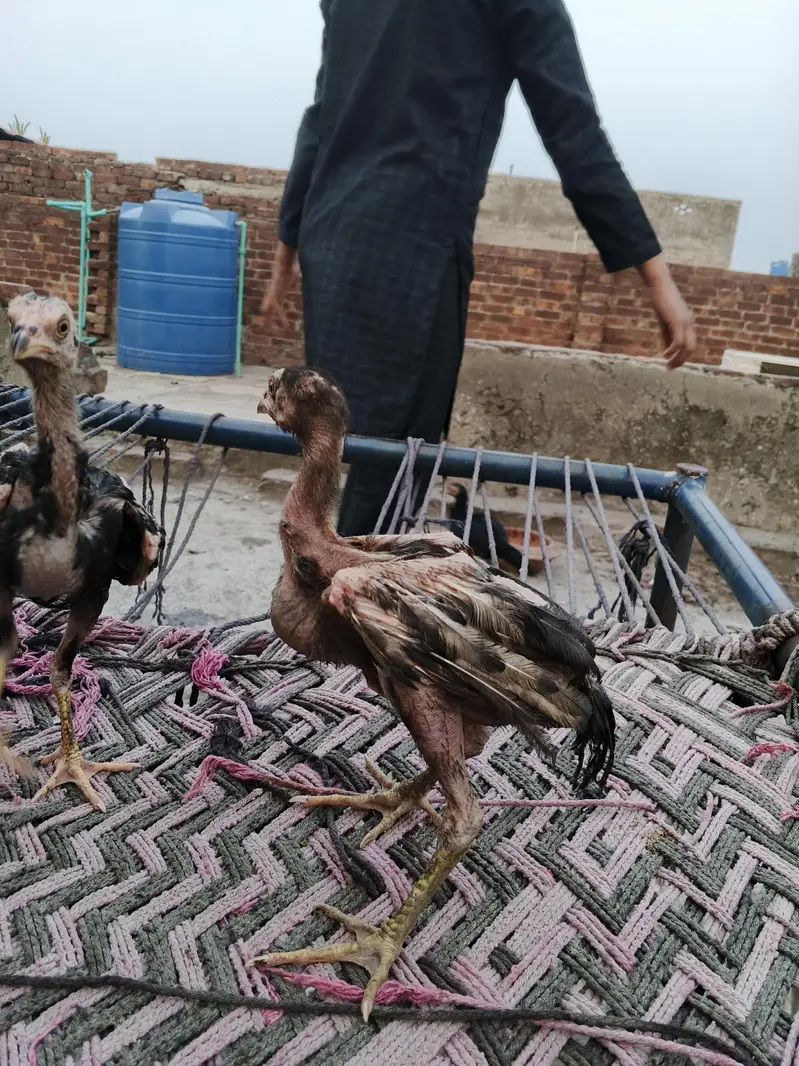Aseel chicks male female Mix — photo 6