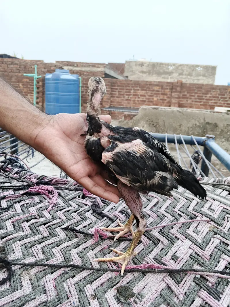 Aseel chicks male female Mix — photo 7