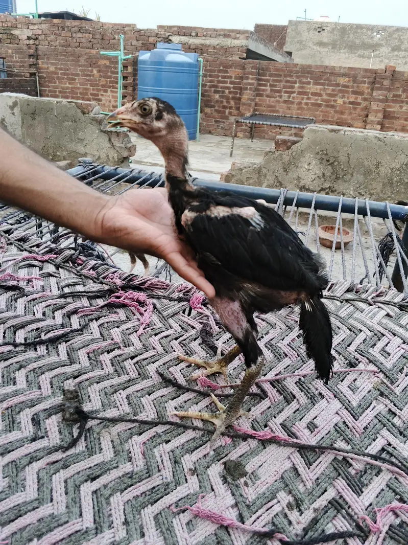Aseel chicks male female Mix — photo 8
