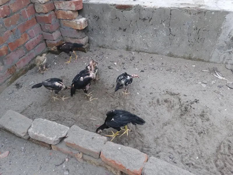 Aseel chicks male female Mix — photo 9