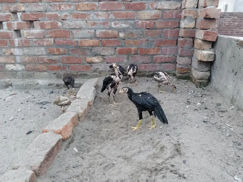 Aseel chicks male female Mix — photo 10