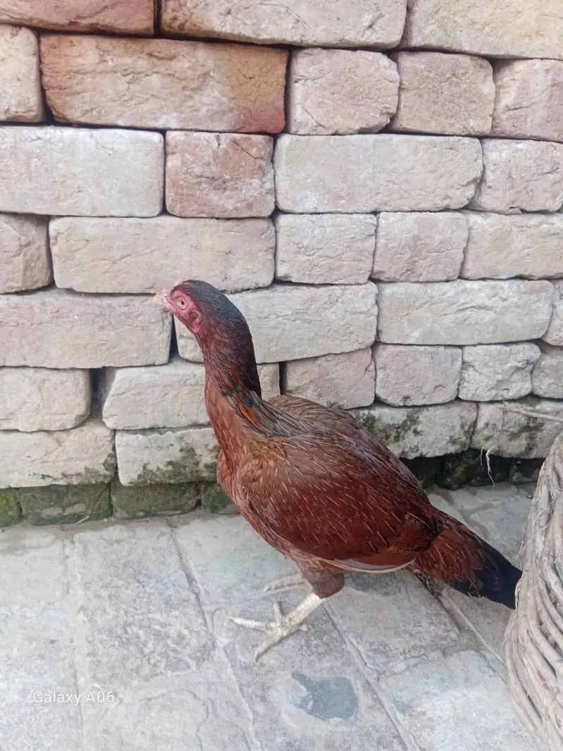 aseel — photo 4