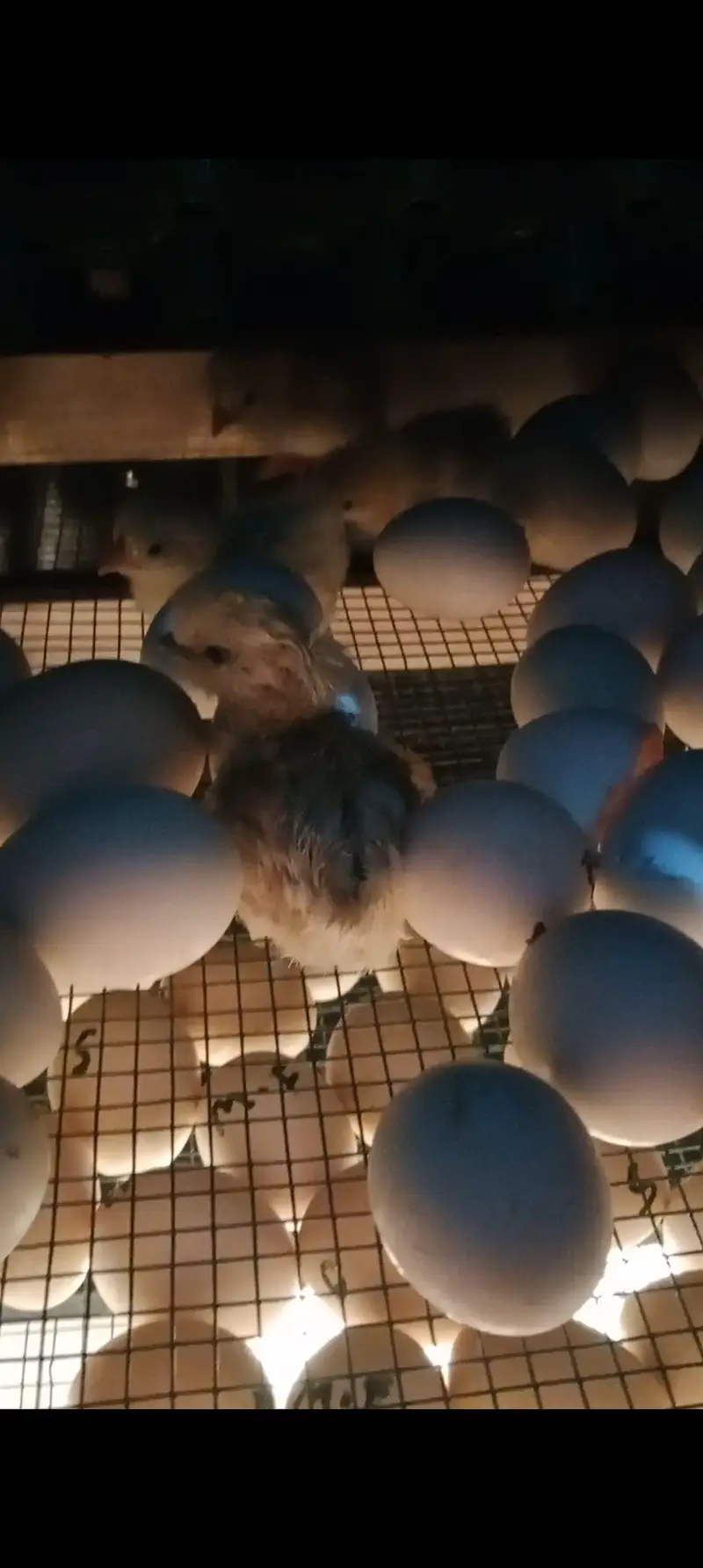 eggs hatching machine — photo 2