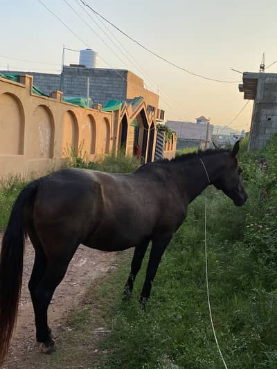 Urgent sale female horse