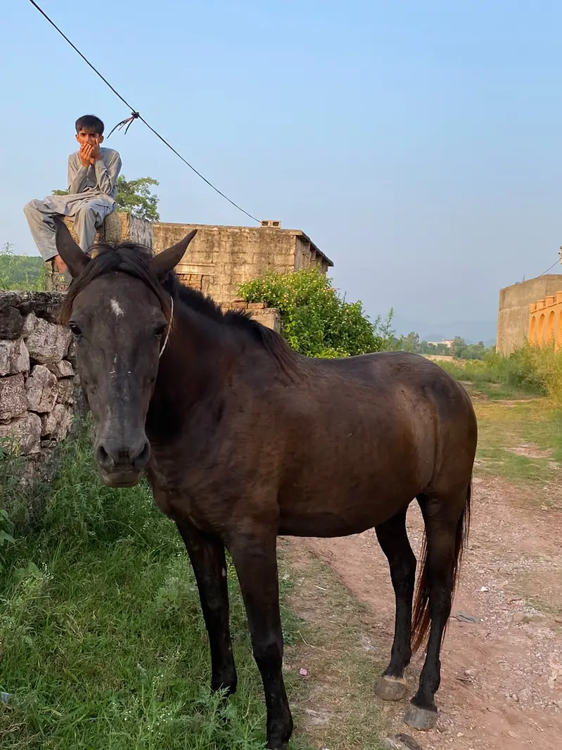 Urgent sale female horse — photo 2