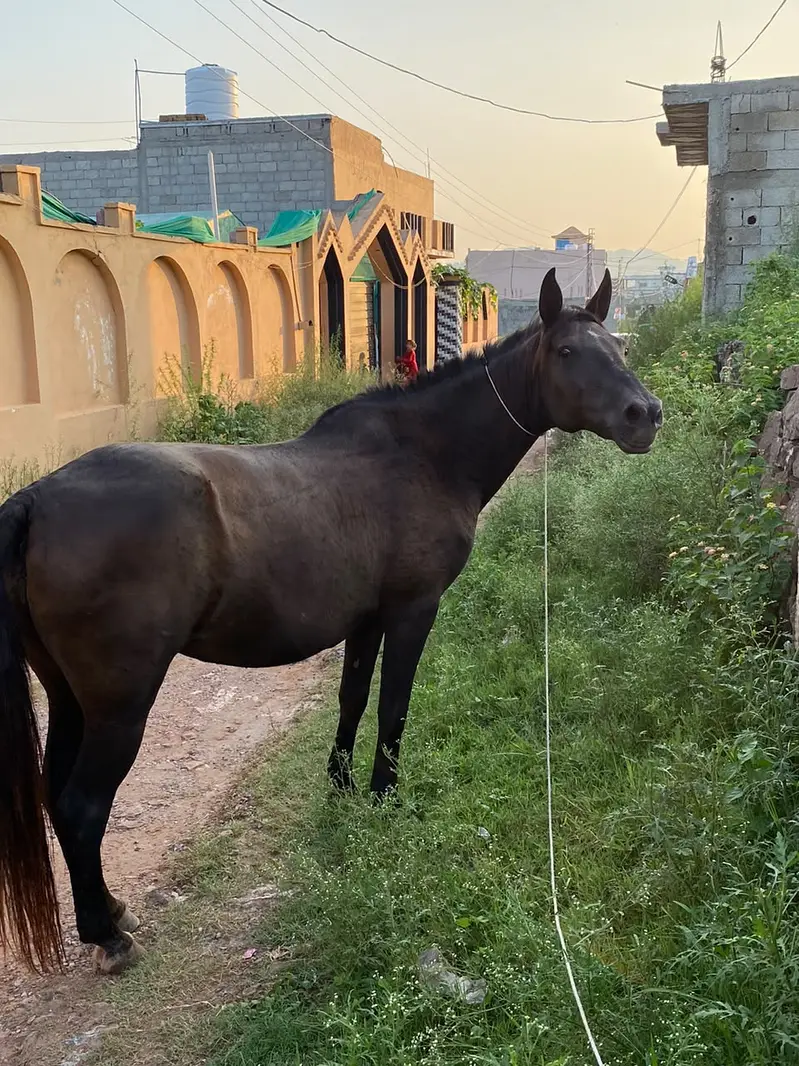 Urgent sale female horse — photo 3