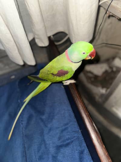 Kashmiri Raw Adul Male For Sale