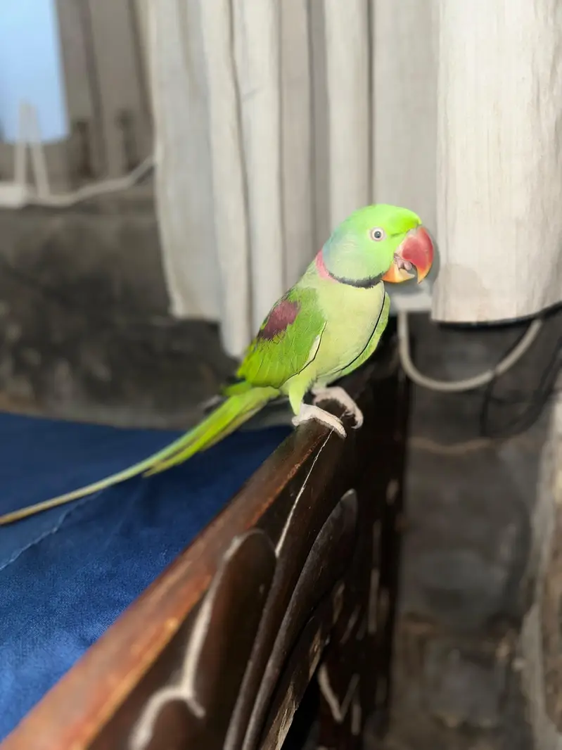 Kashmiri Raw Adul Male For Sale — photo 3