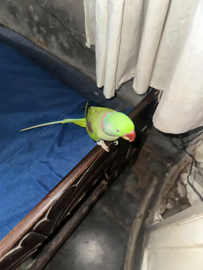 Kashmiri Raw Adul Male For Sale — photo 4
