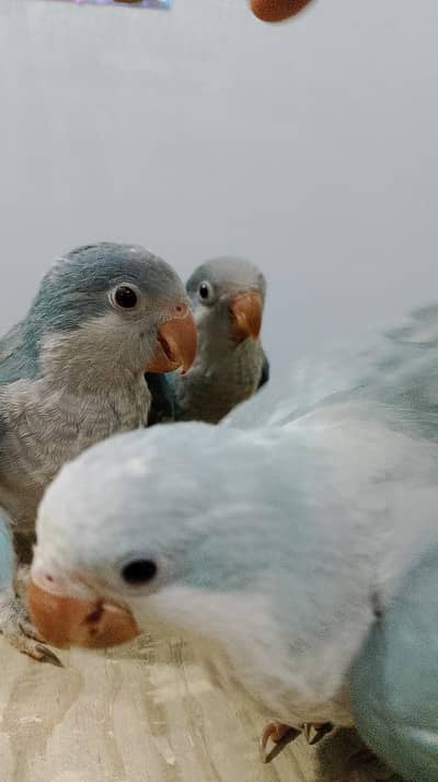monkblue self pics