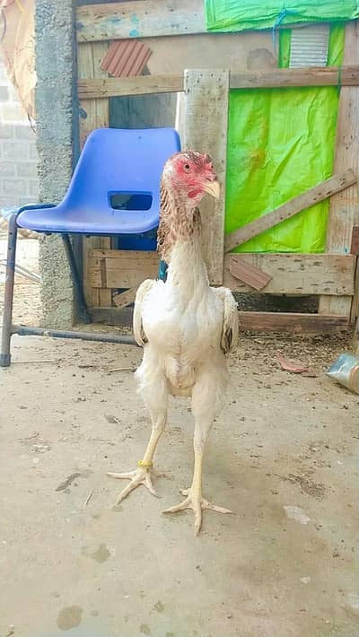German shamo