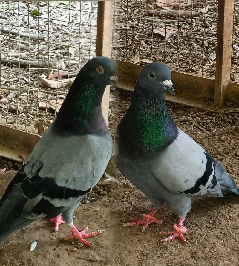 Pigeons pair for sale Contact number=03245974166
