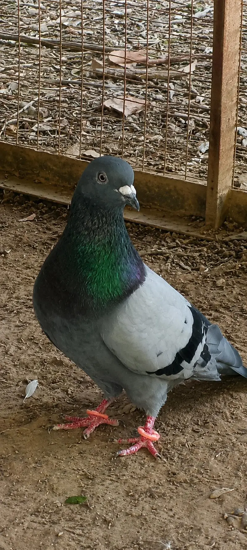 Pigeons pair for sale Contact number=03245974166 — photo 2