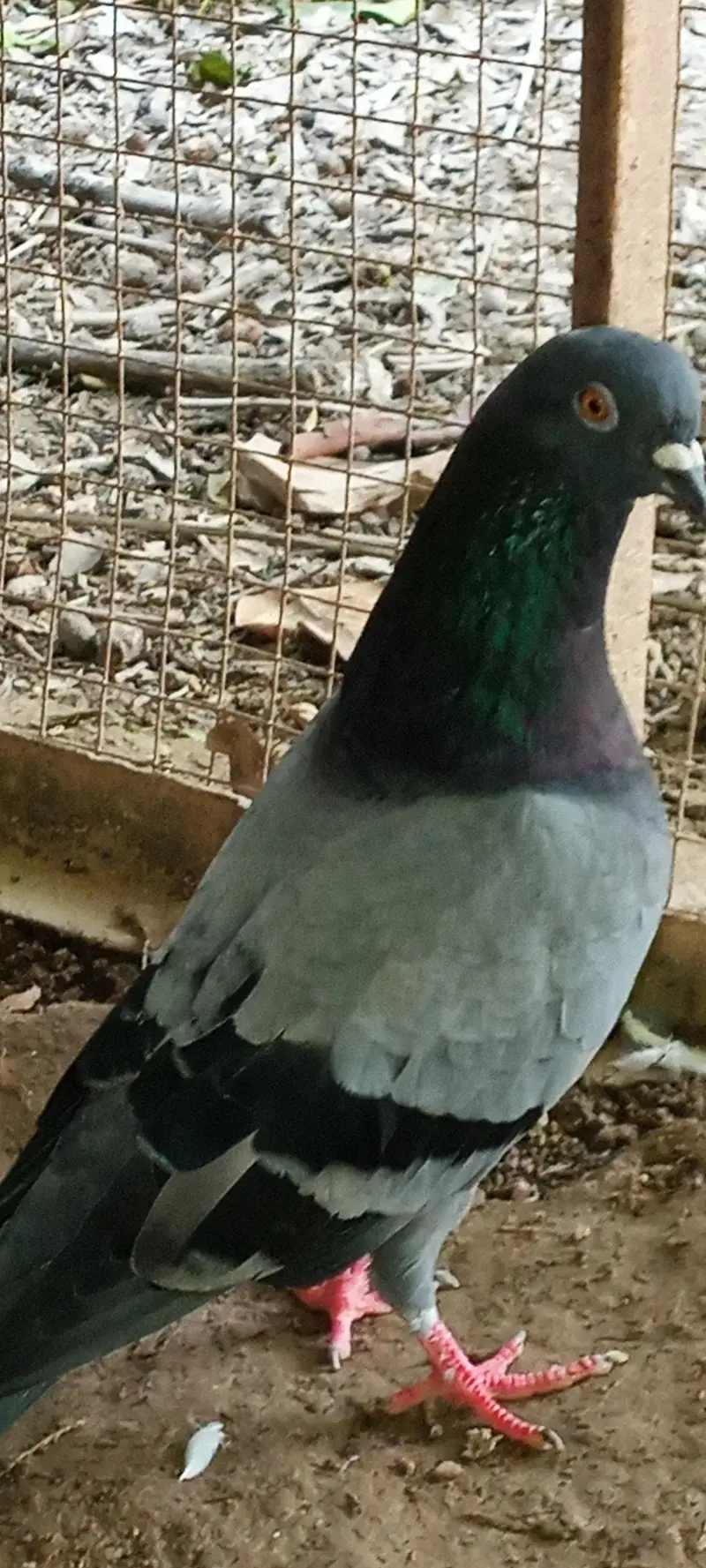 Pigeons pair for sale Contact number=03245974166 — photo 3
