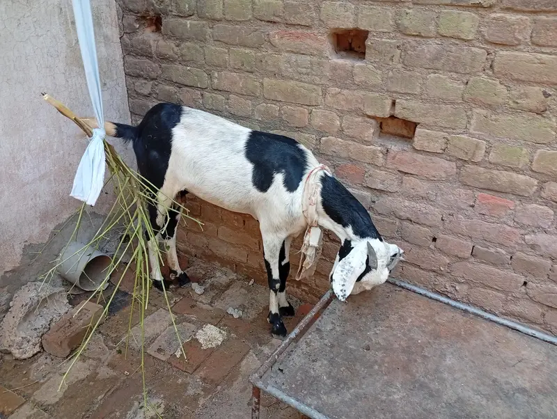 لمبی ٹانگیں: لمبائی اور اونچائی میں بہترین بکری — photo 2