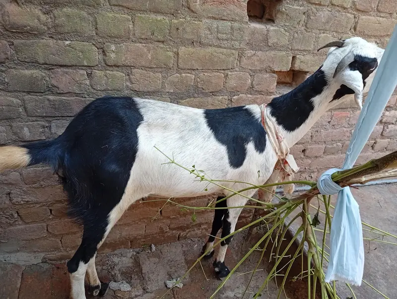 لمبی ٹانگیں: لمبائی اور اونچائی میں بہترین بکری — photo 4