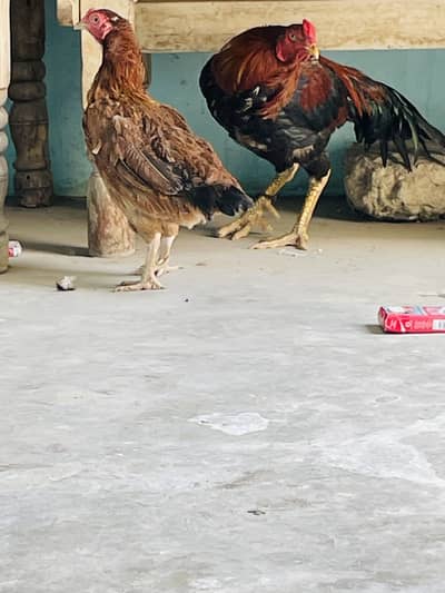 Aseel Breeder pair only shouqeen loag rabta karen