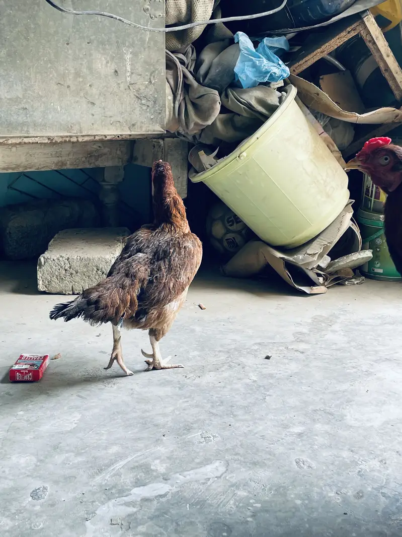Aseel Breeder pair only shouqeen loag rabta karen — photo 2
