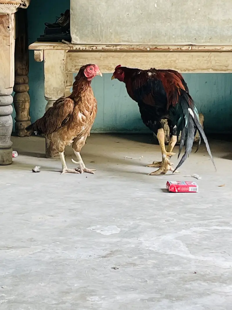 Aseel Breeder pair only shouqeen loag rabta karen — photo 3