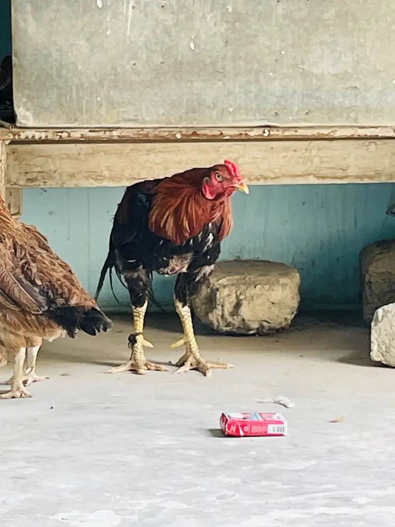 Aseel Breeder pair only shouqeen loag rabta karen — photo 4