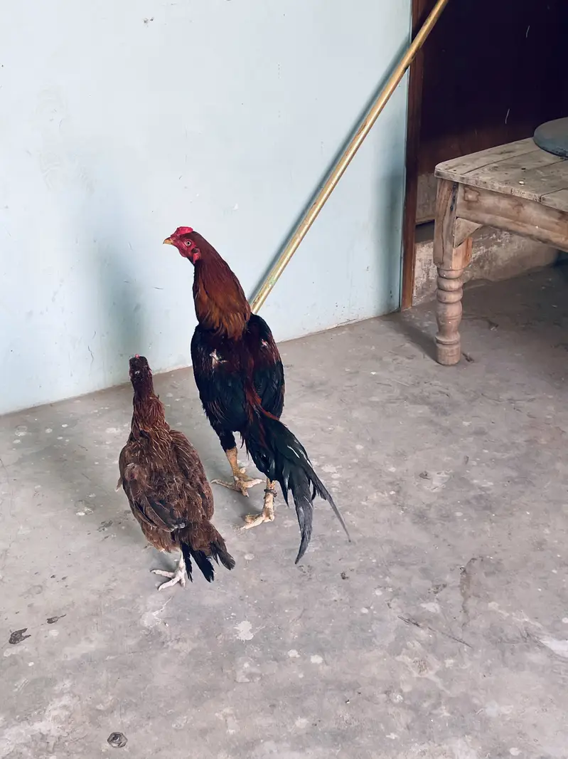 Aseel Breeder pair only shouqeen loag rabta karen — photo 5