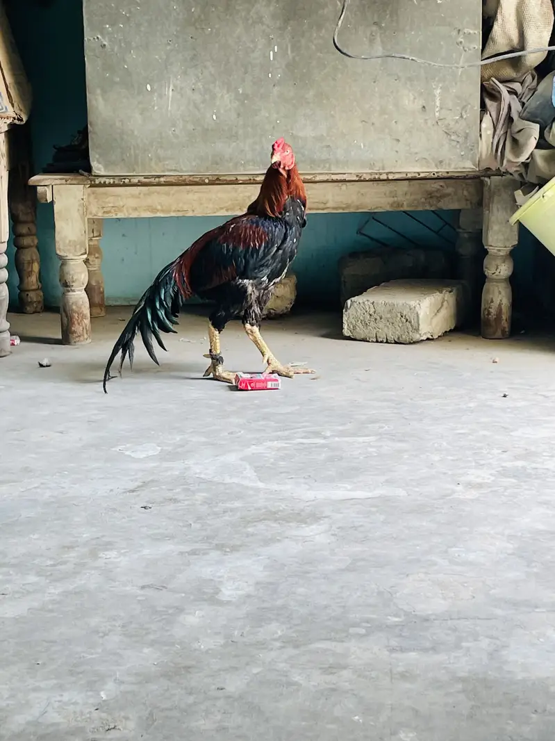 Aseel Breeder pair only shouqeen loag rabta karen — photo 6
