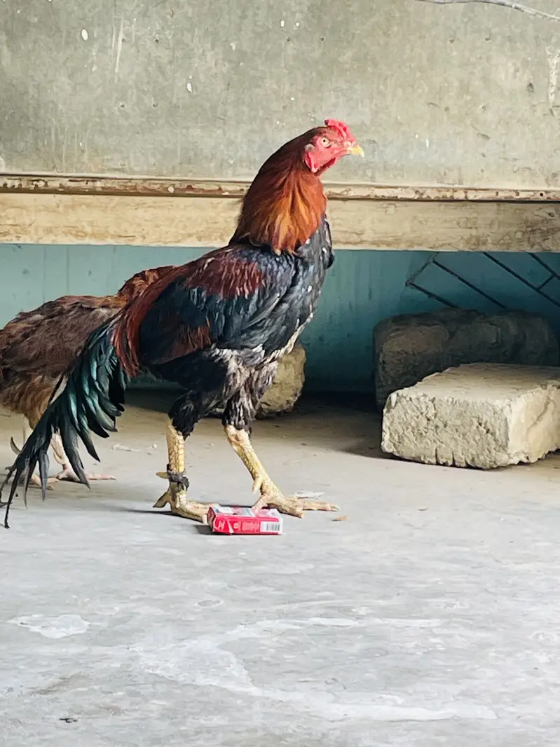 Aseel Breeder pair only shouqeen loag rabta karen — photo 7