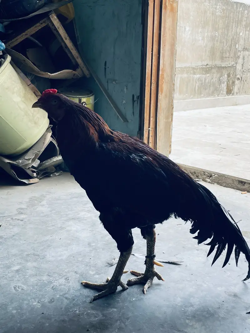 Aseel Breeder pair only shouqeen loag rabta karen — photo 8