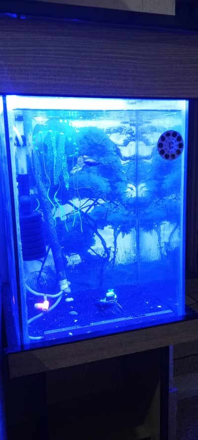 fish aquarium 1feet by 1feet