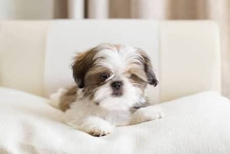 Shihtzu puppies for new homes