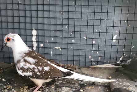Doves
