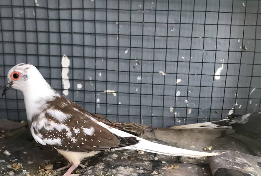 Doves 0