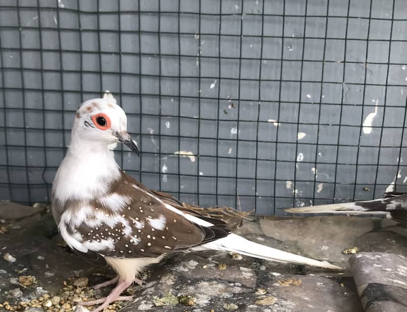 Doves 1