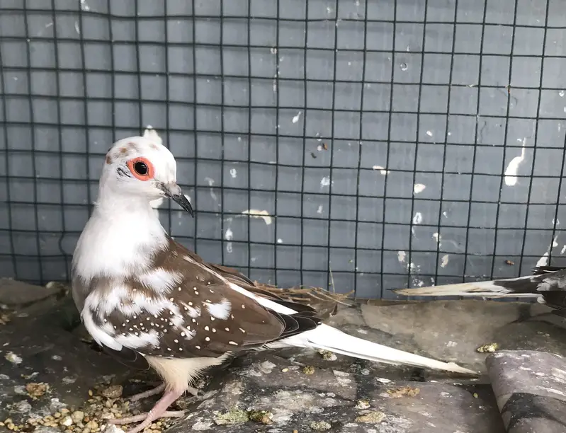 Doves — photo 2