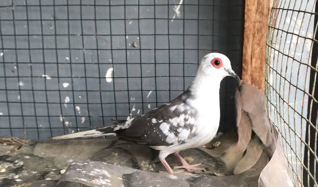Doves 2