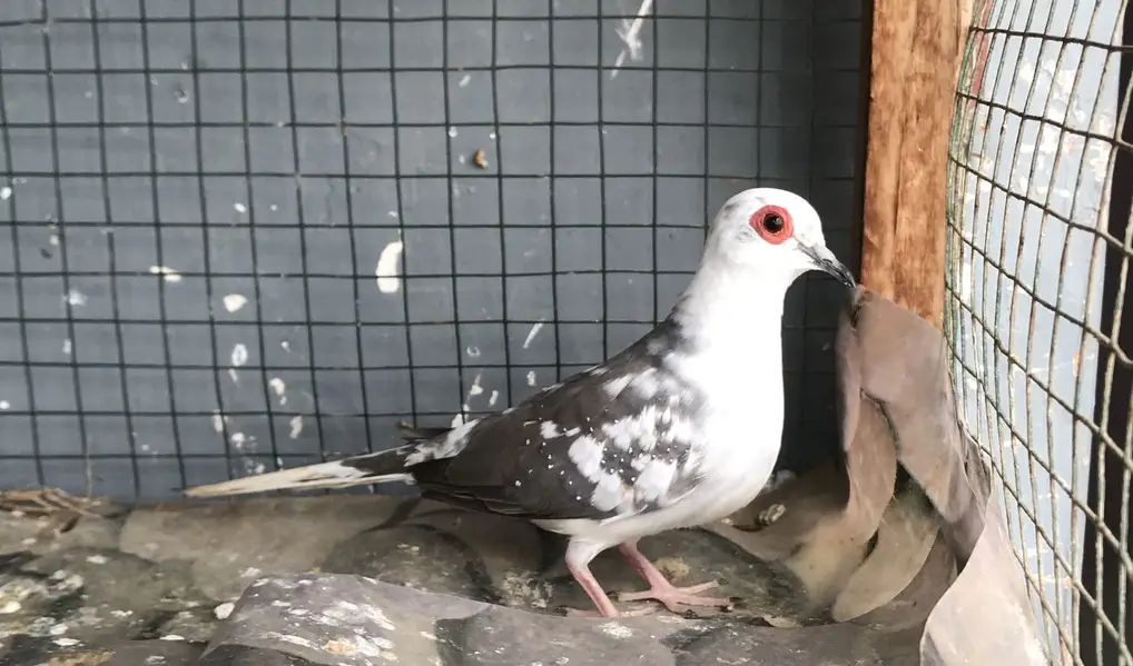 Doves — photo 3