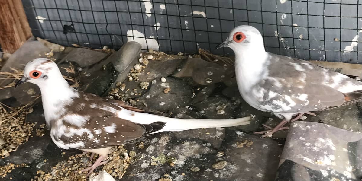 Doves 3