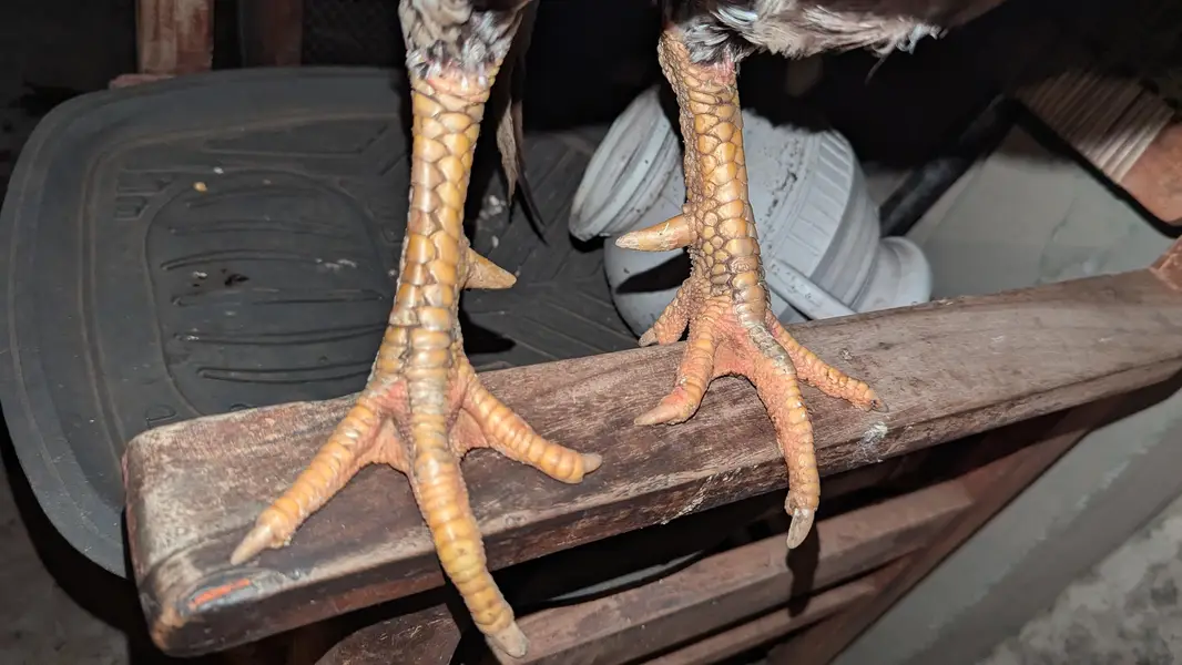 Aseel Pair — photo 3