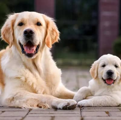 Golden retriever puppies