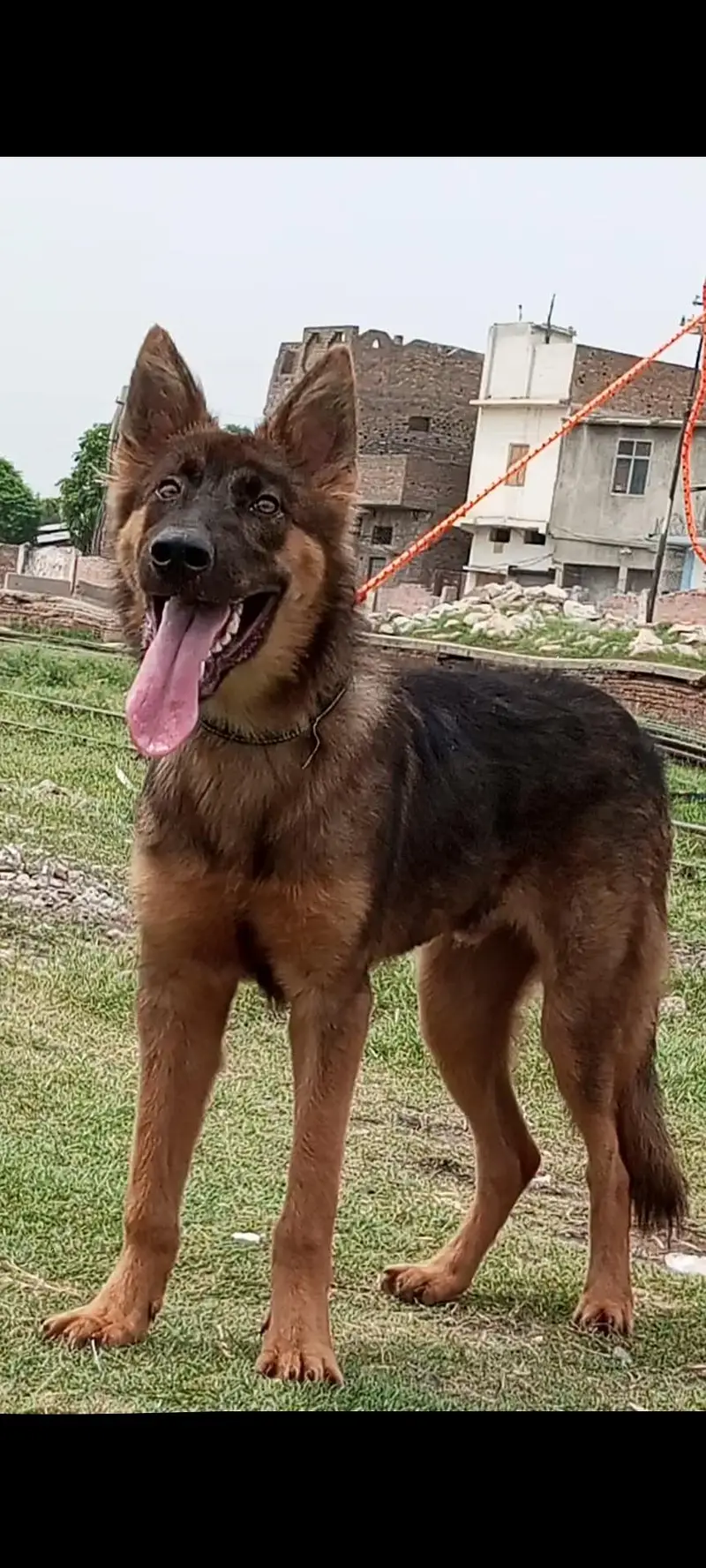 pure desiiy bhagyary male age 6 month security dogs for sale