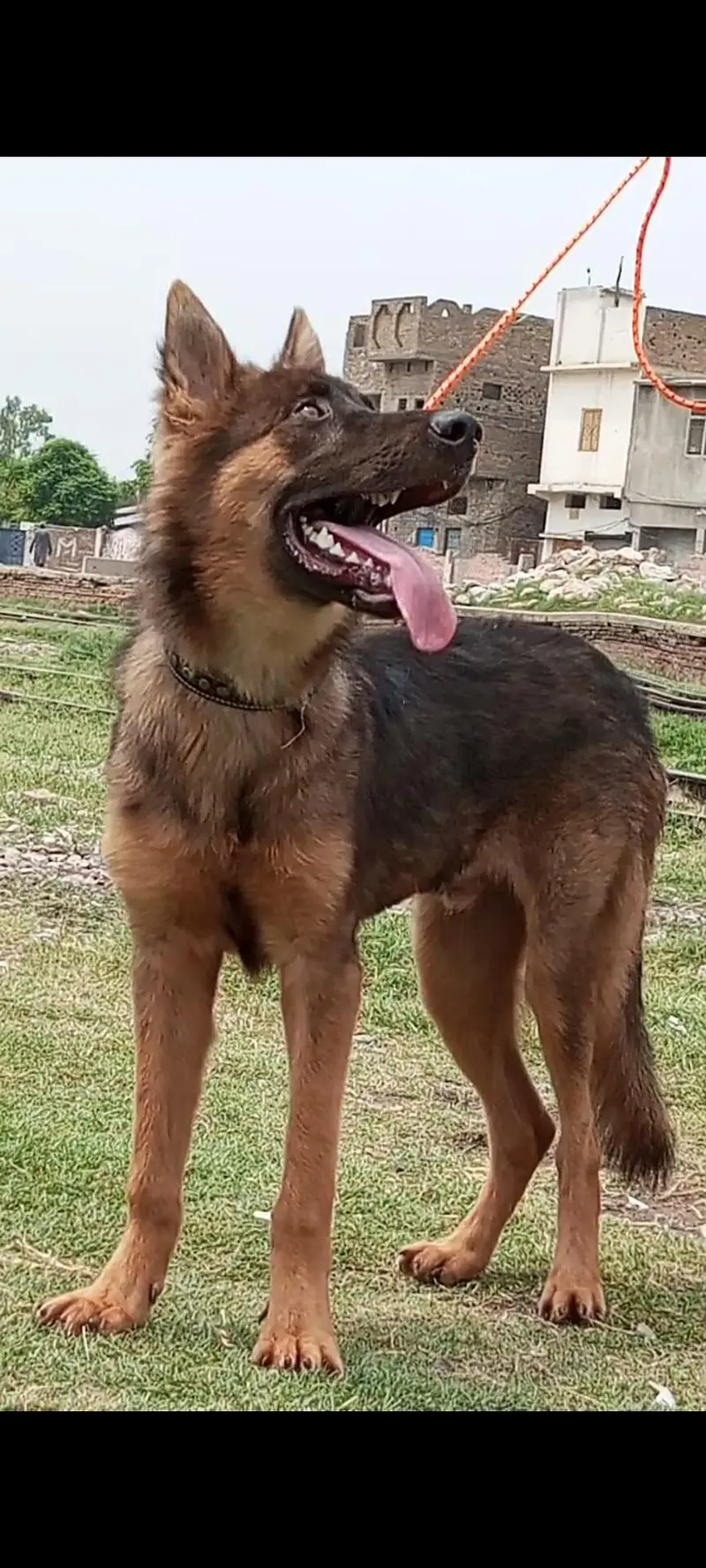 pure desiiy bhagyary male age 6 month security dogs for sale — photo 2